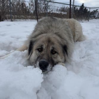 Caucasian Shepherd female Athena for adoption