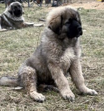 Ovcharka male puppy in Canada